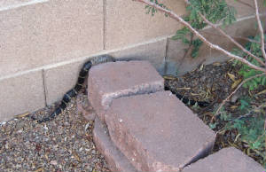 Snake1.jpg