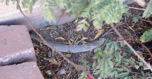 Snake3.jpg