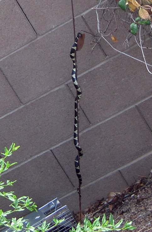 snakeonarod.jpg